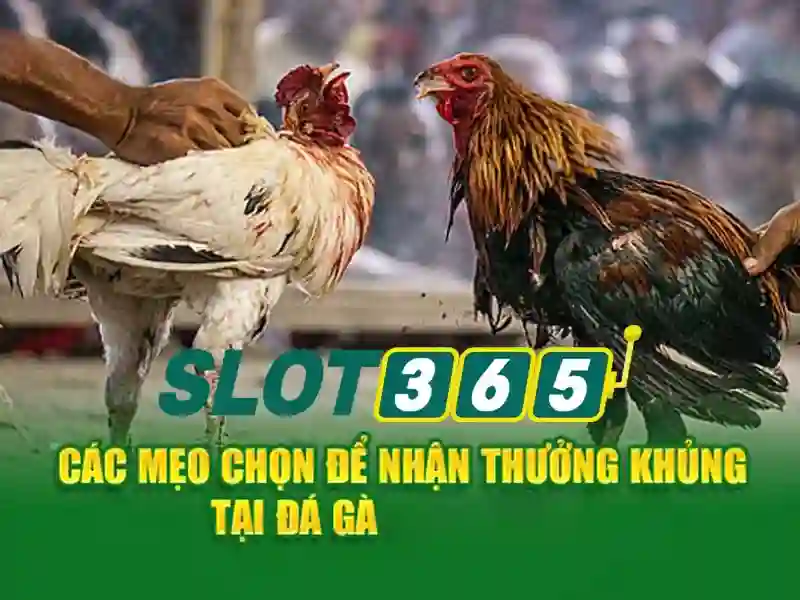 Slot365 - Cổng trò chơi xèng trực tuyến hàng đầu