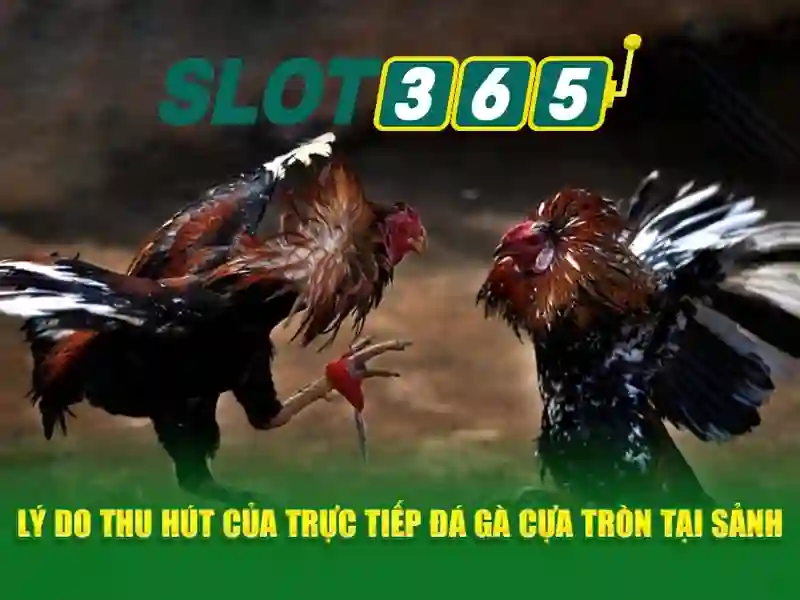 live slot365: trải nghiệm đỉnh cao với Slot365 free và Slot365 app