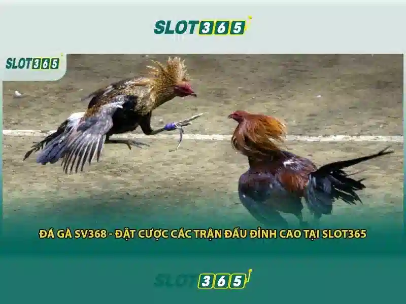 Tính năng và trò chơi có sẵn