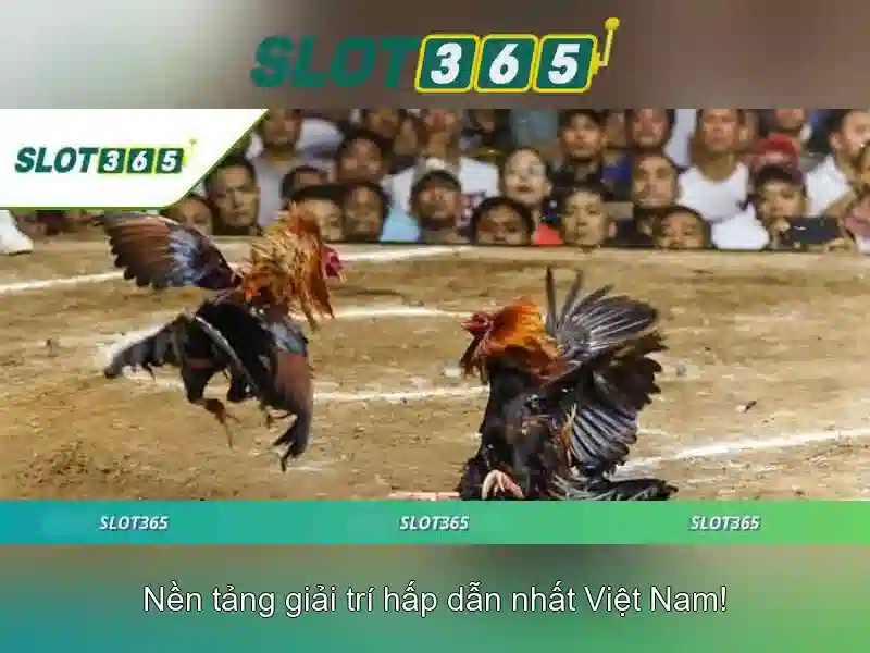 Slot365 - Trải nghiệm đánh bạc trực tuyến an toàn
